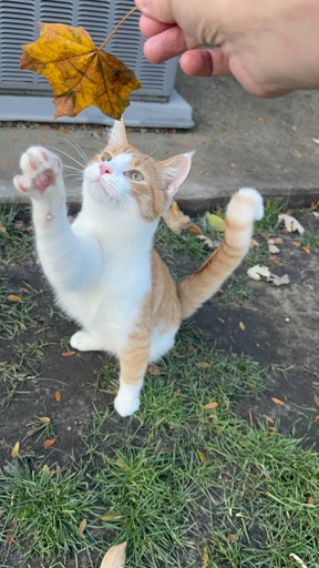 A beautiful orange and white 3 legged cat bats his front paw at a dried leaf being held above his head by his loving owner 